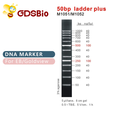 échelle 50bp plus le marqueur d'ADN M1051 (50μg) /M1052 (50μg×5)