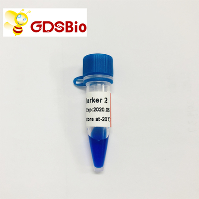 Marqueur 2 de LD électrophorèse GDSBio de marqueur d'ADN de 60 préparations